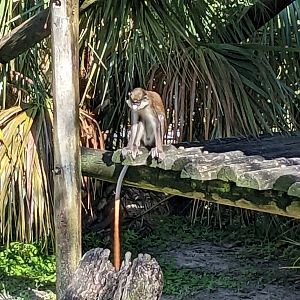 Primate World - spot nosed guenon