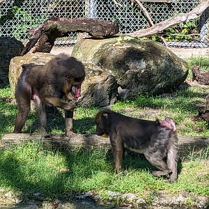 Primate World  - Mandrill