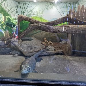 Asian Gardens - komodo dragon (indoor enclosure)
