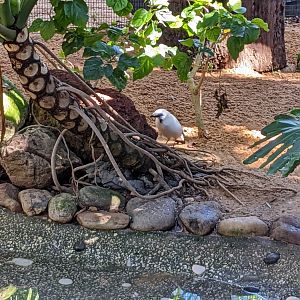 Wallaroo Station - Australasian Aviary Bali Myna