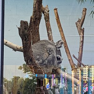 Wallaroo Station - Koala
