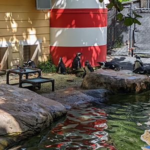 Expedition Wild Africa - African rock penguins