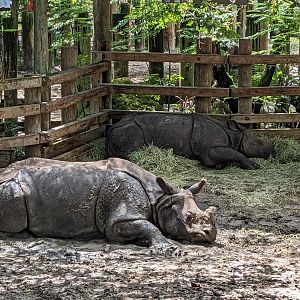 Asian Gardens - Indian rhinos