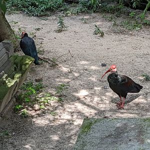 Asian Gardens  - Sulawesi Aviary