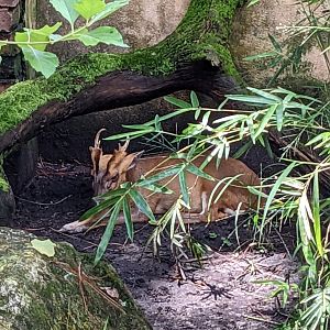 Asian Gardens - Sulawesi Aviary - Reeves's muntjac