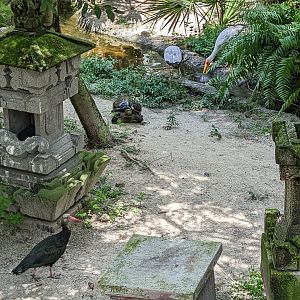 Asian Gardens - Sulawesi Aviary