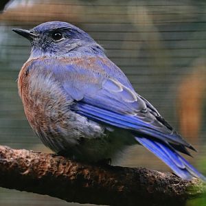 Western bluebird (Sialia mexicana)