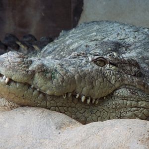 Mugger Crocodile, Thrigby Hall