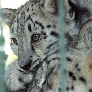Snow Leopard Cub, Thrigby Hall