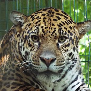 Jaguar, Amazona Zoo