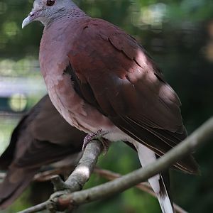 Malagasy turtle dove (Nesoenas picturatus)
