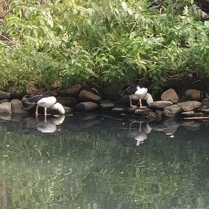 Radjah Shelducks