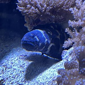 New unknown fish species