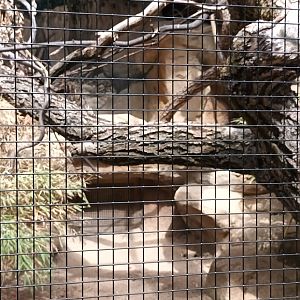 Black headed Caique and Scarlet Macaw Aviary