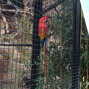Scarlet Macaw