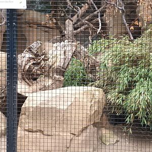 Blue and gold Macaw and Blue headed Macaw Aviary