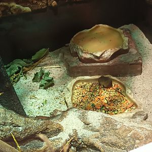 Eurasian Harvester Mouse