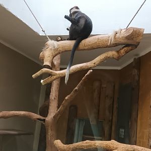 Cherry crowned Mangabey