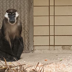 Cherry crowned Mangabey