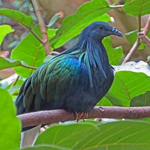 Nicobar Pigeon