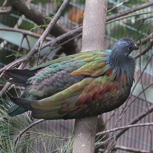 Nicobar Pigeon