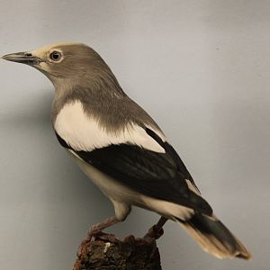 White-shouldered starling