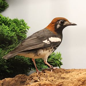 Chestnut-capped thrush