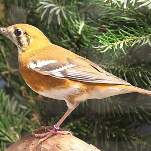 Orange-banded thrush