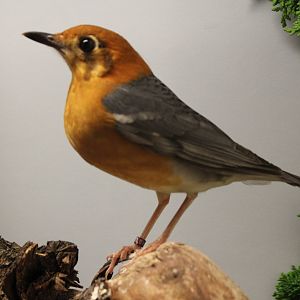 Orange-headed thrush
