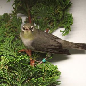 Chestnut-flanked white-eye