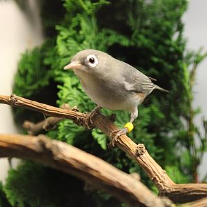 Chestnut-flanked white-eye
