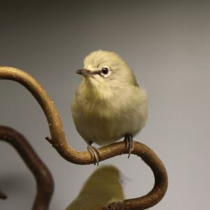Northern yellow white-eye