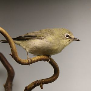 Northern yelloe white-eye