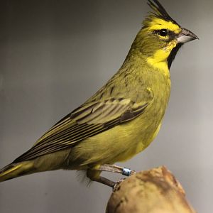 Yellow cardinal