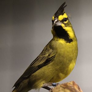 Yellow cardinal