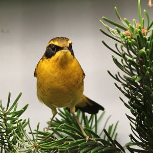 Golden bush-robin