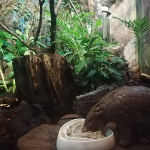 Chinese pangolin - Zoo Leipzig