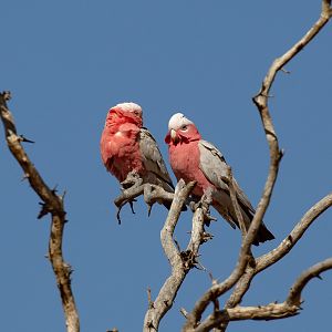 Galahs