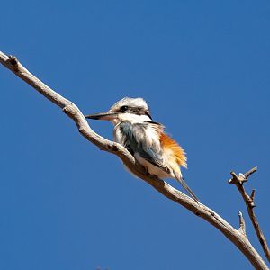 Red-backed Kingfisher