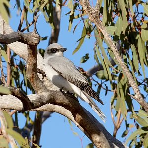 Black-faced Cuckoo-shrike