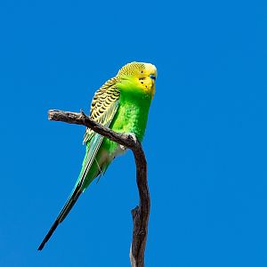 Budgerigar