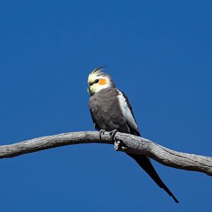 Cockatiel