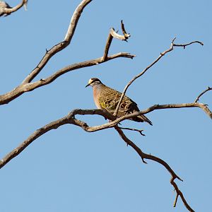 Common Bronzewing