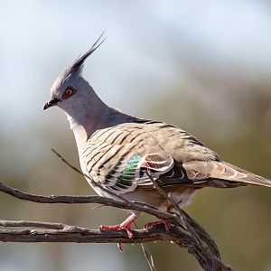 Crested Pigeon