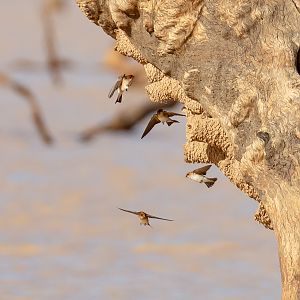 Fairy Martins nestbuilding