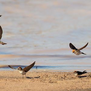 Fairy Martins collecting mud for their nests