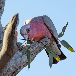 Galah
