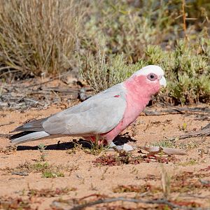 Galah