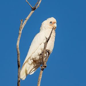 Little Corella