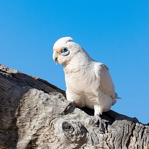 Little Corella